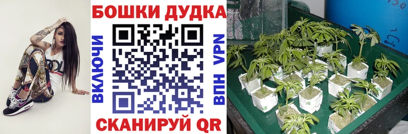 Купить A-PVP Амфетамин Меф Бошки Шишки Галлюциногенные грибы Кокаин Катав-Ивановск